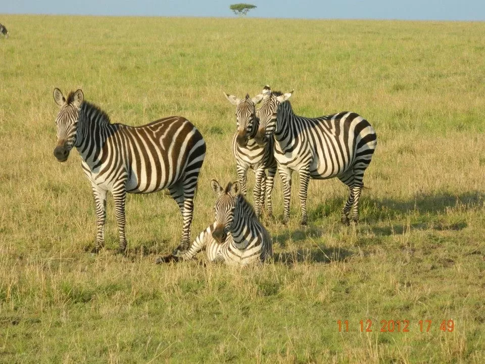 Photo of Maasai Mara National Reserve By Aishwarya Vaibhav Raje