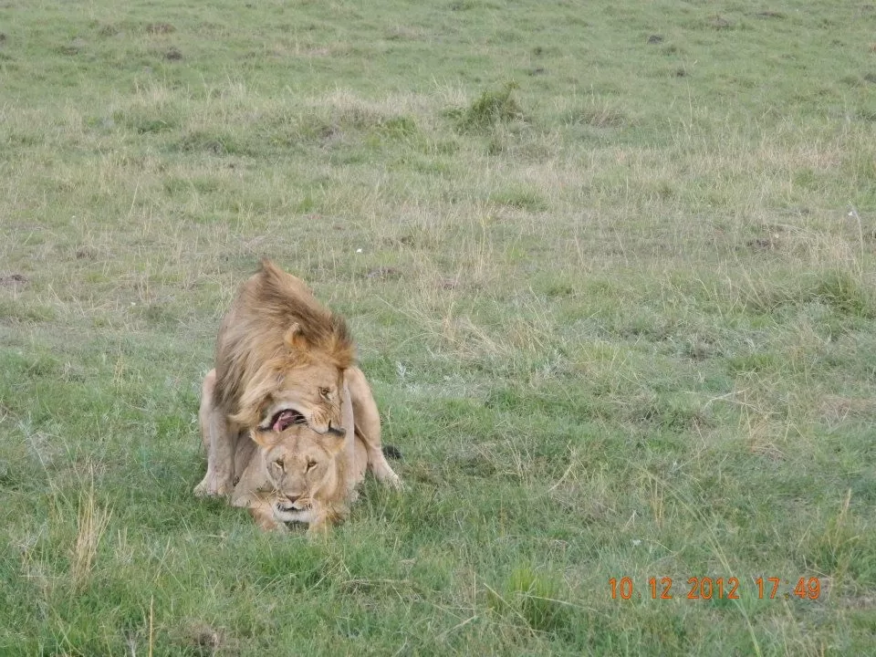 Photo of Maasai Mara National Reserve By Aishwarya Vaibhav Raje