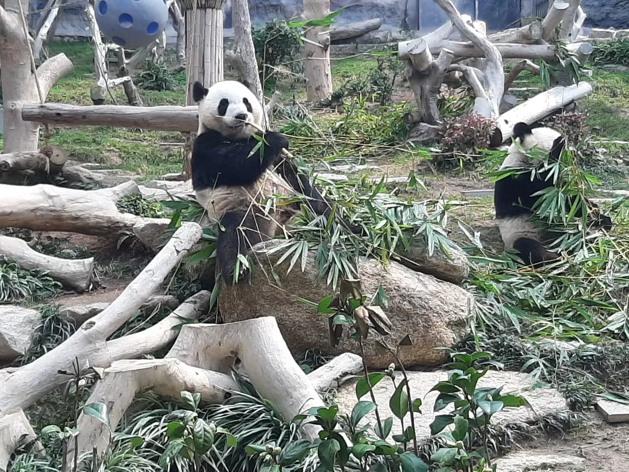 Photo of Macao Giant Panda Pavilion By Aishwarya Chhabra