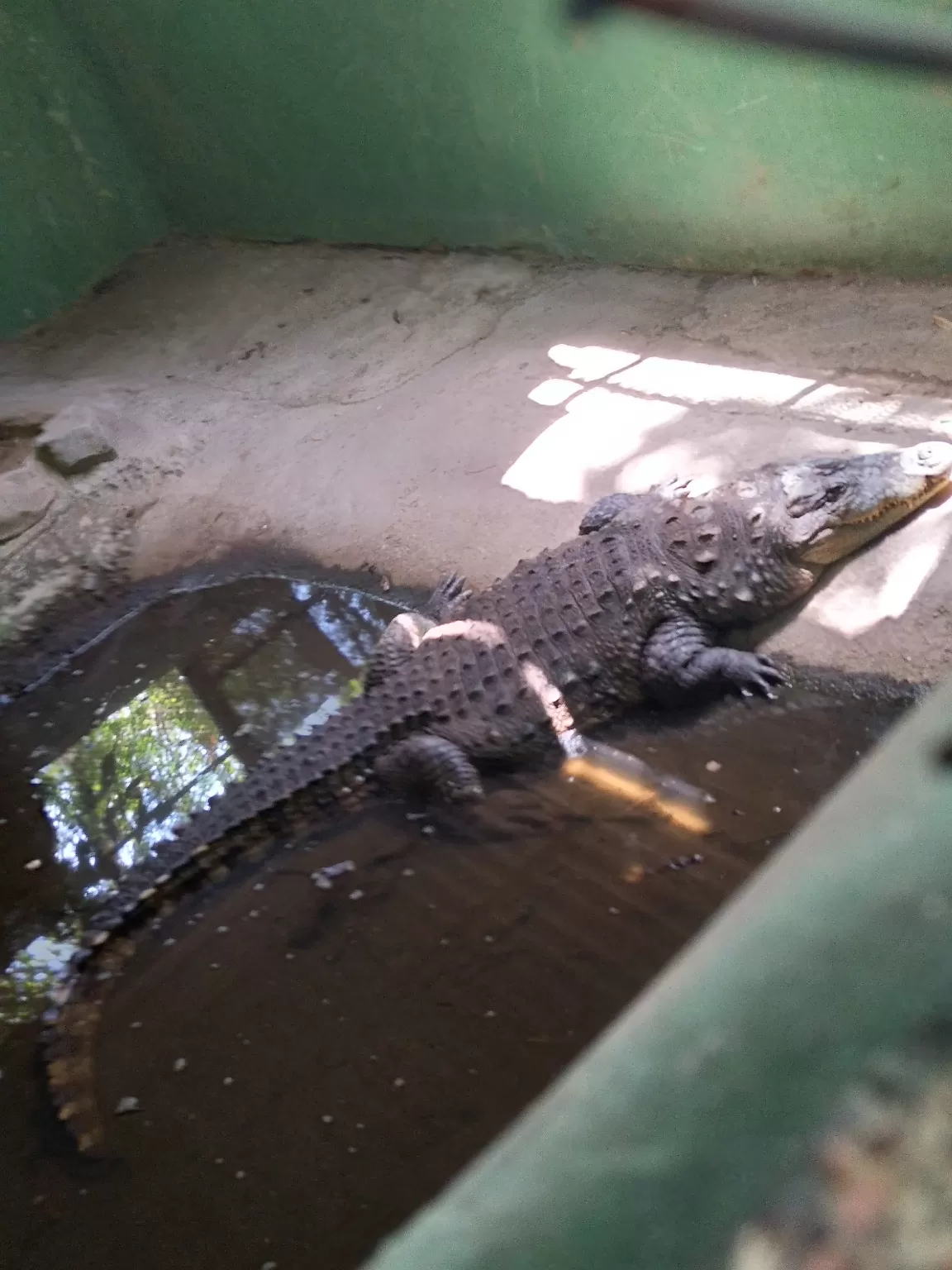 Photo of Rajiv Gandhi Zoological Park and wildlife research center By Unknown one