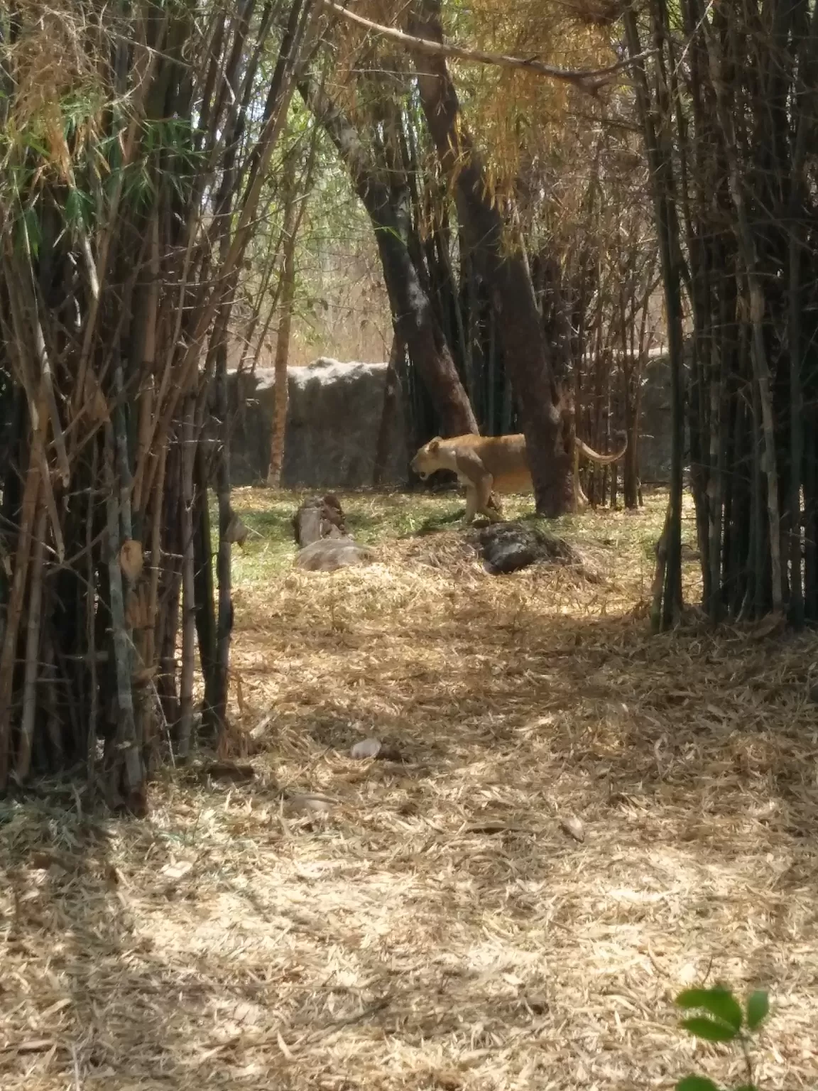 Photo of Rajiv Gandhi Zoological Park and wildlife research center By Unknown one