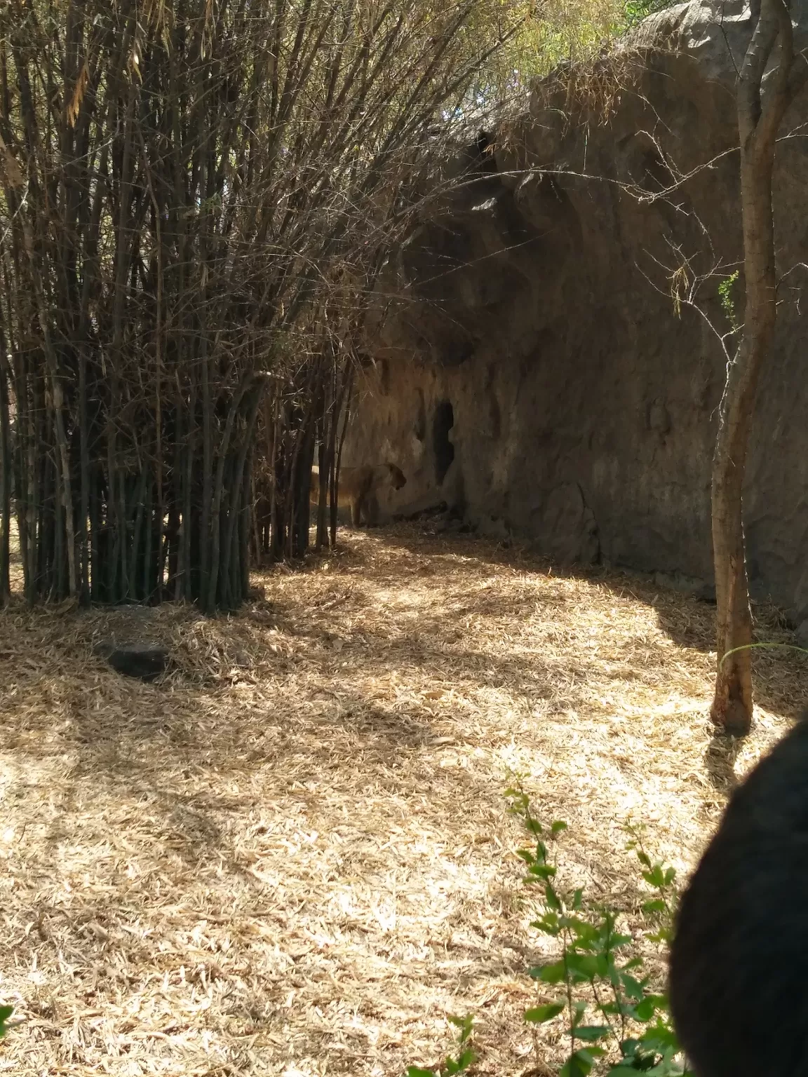 Photo of Rajiv Gandhi Zoological Park and wildlife research center By Unknown one