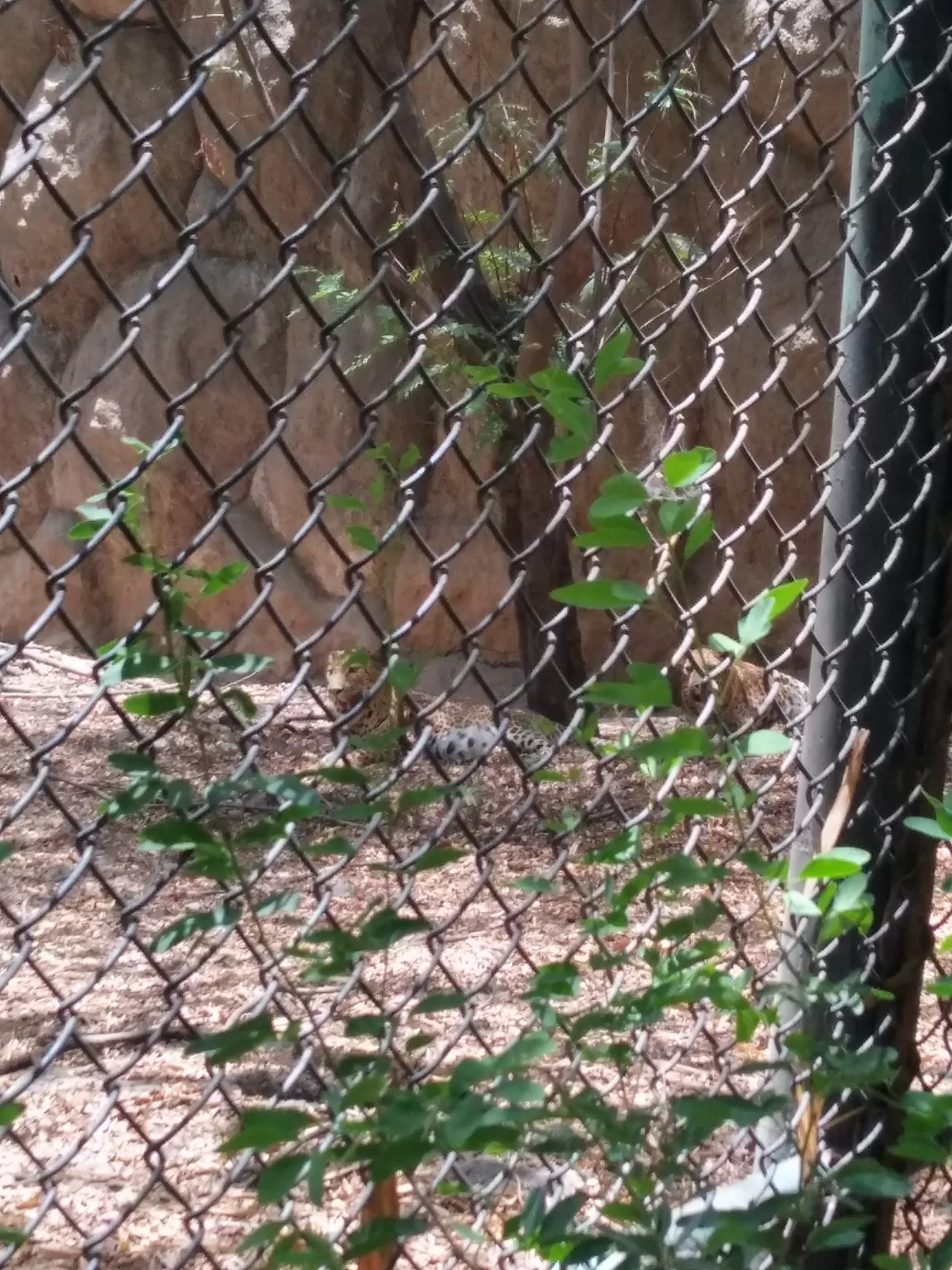 Photo of Rajiv Gandhi Zoological Park and wildlife research center By Unknown one