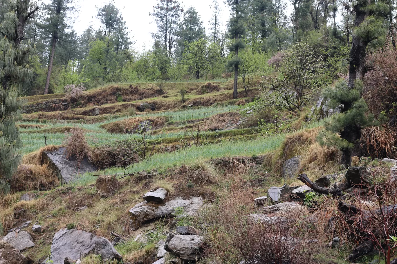 Photo of Tandi By Nisha Verma