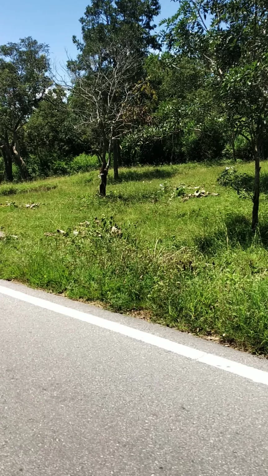 Photo of Banglore - Mysore Road By Govind Krishna