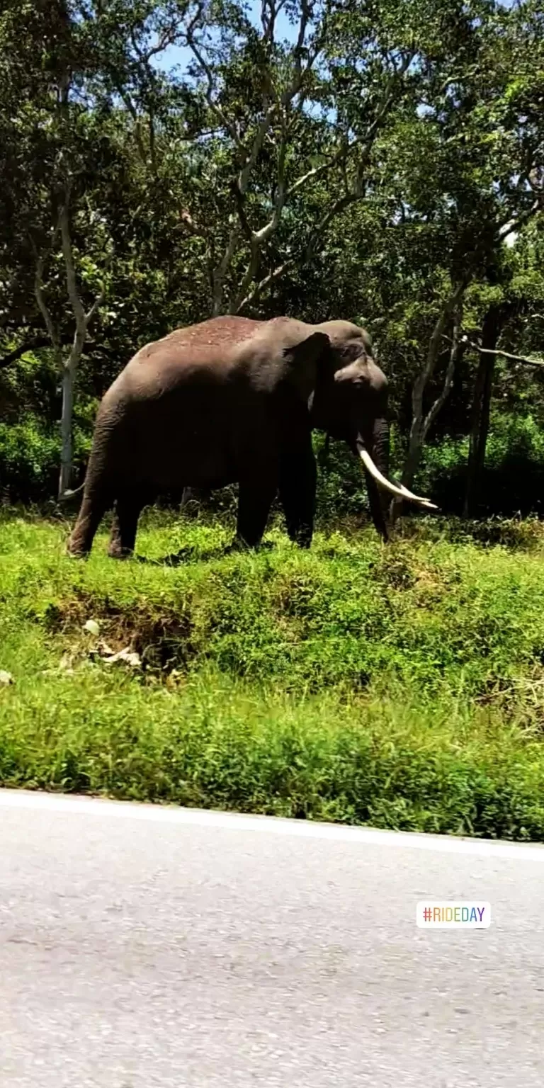 Photo of Banglore - Mysore Road By Govind Krishna