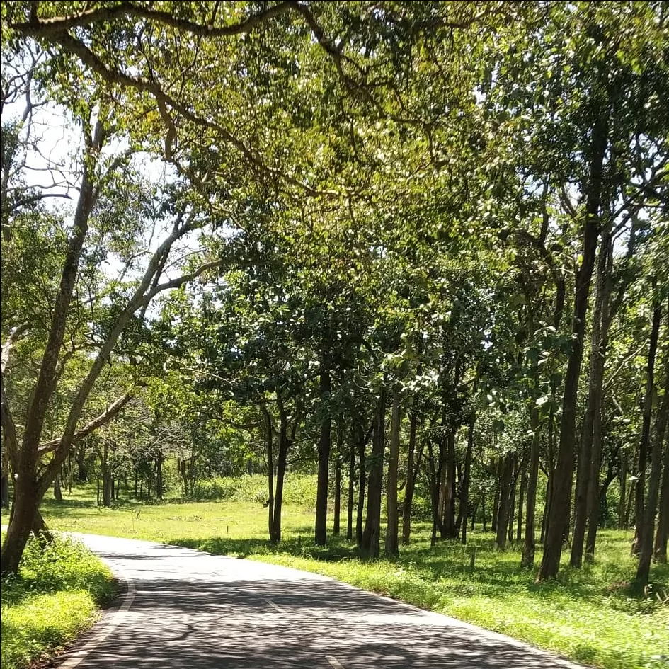 Photo of Banglore - Mysore Road By Govind Krishna