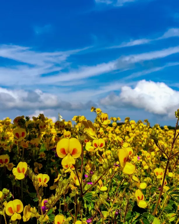 Photo of Kaas plateau By sumedh dixit