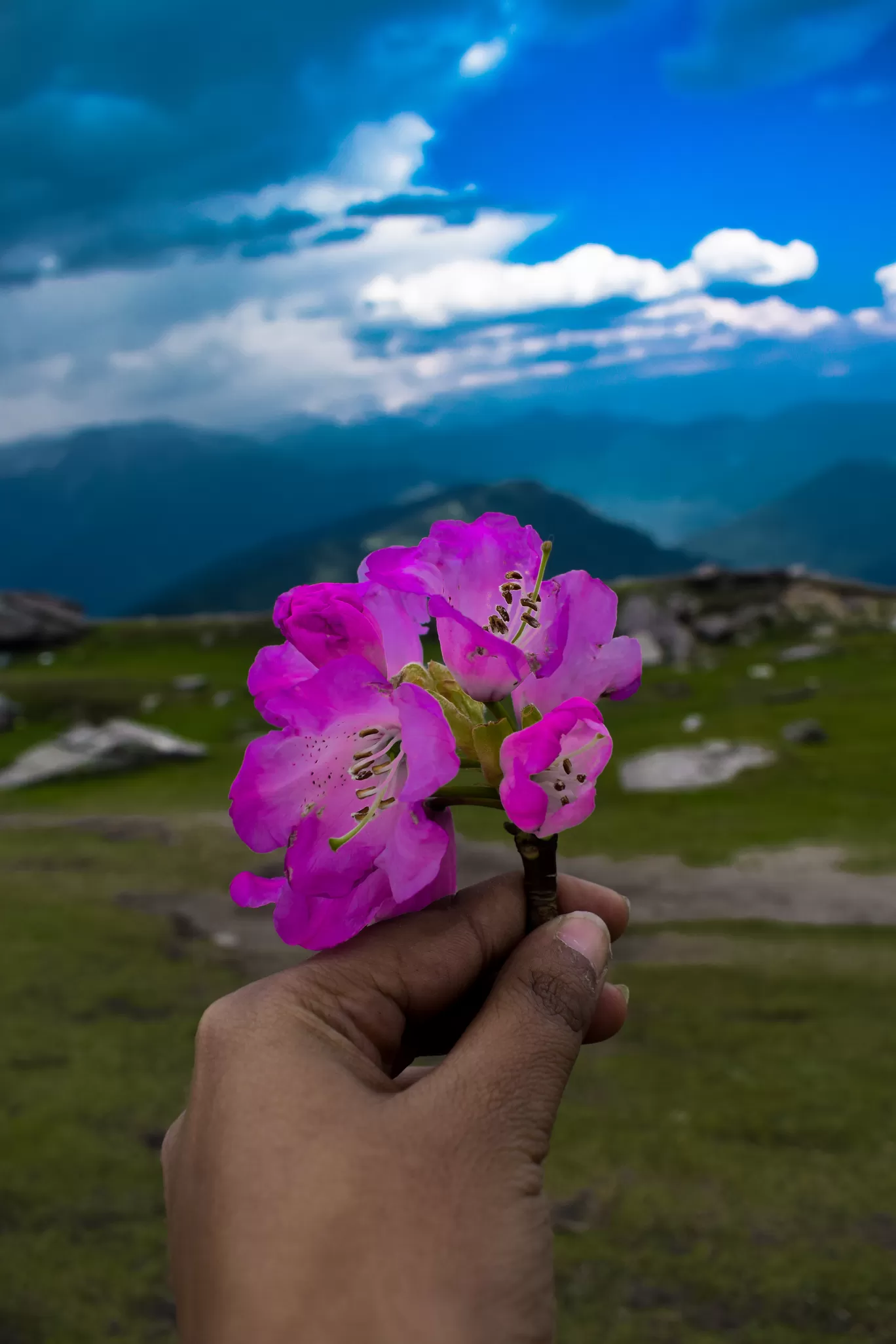 Photo of Dodra By Pahadi Bulbul