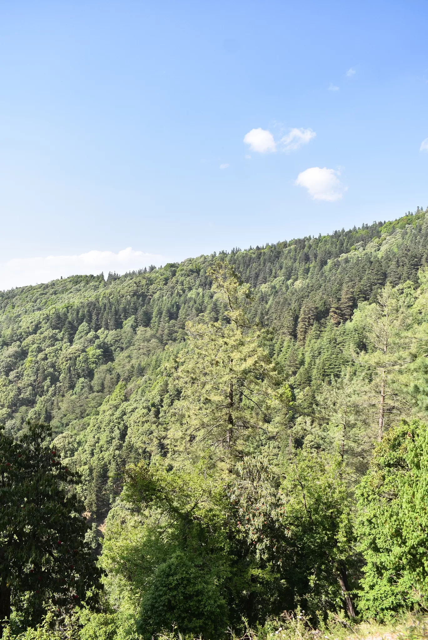 Photo of Nainital By Naman_kumar