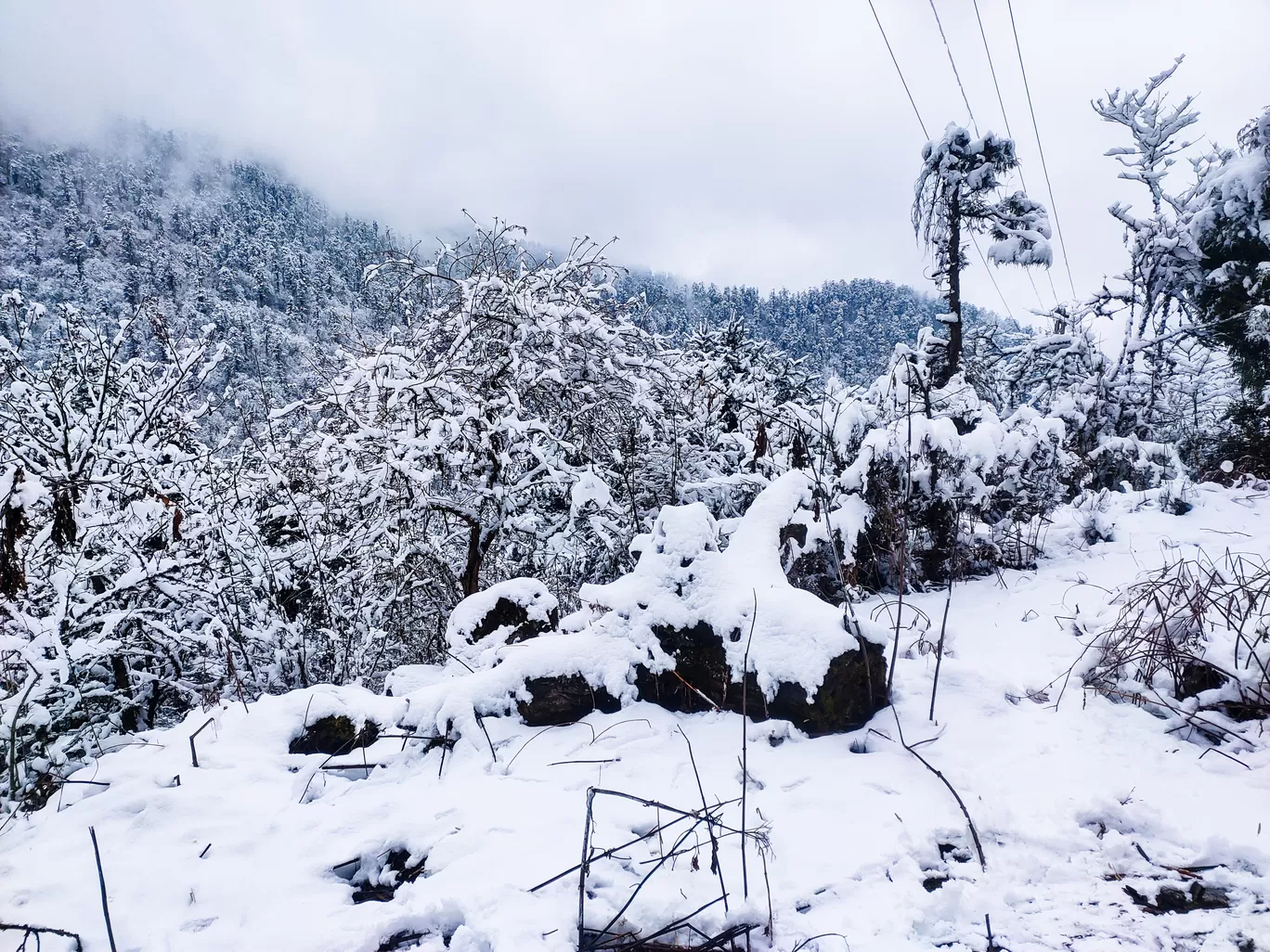 Photo of Sikkim By Saurav Das