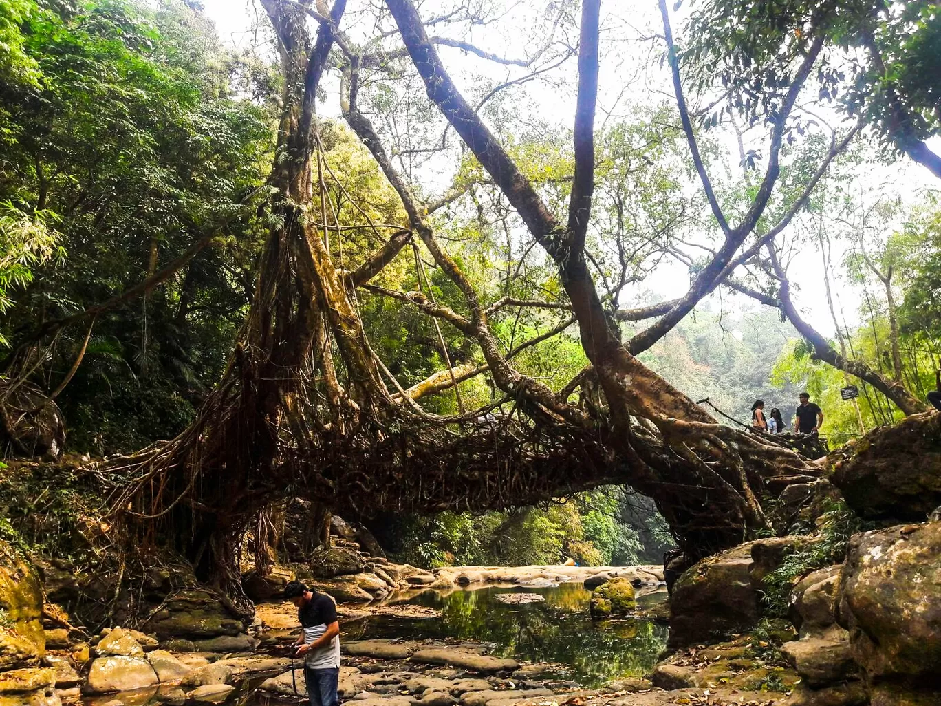 Photo of Living Root Bridge By Saurav Das