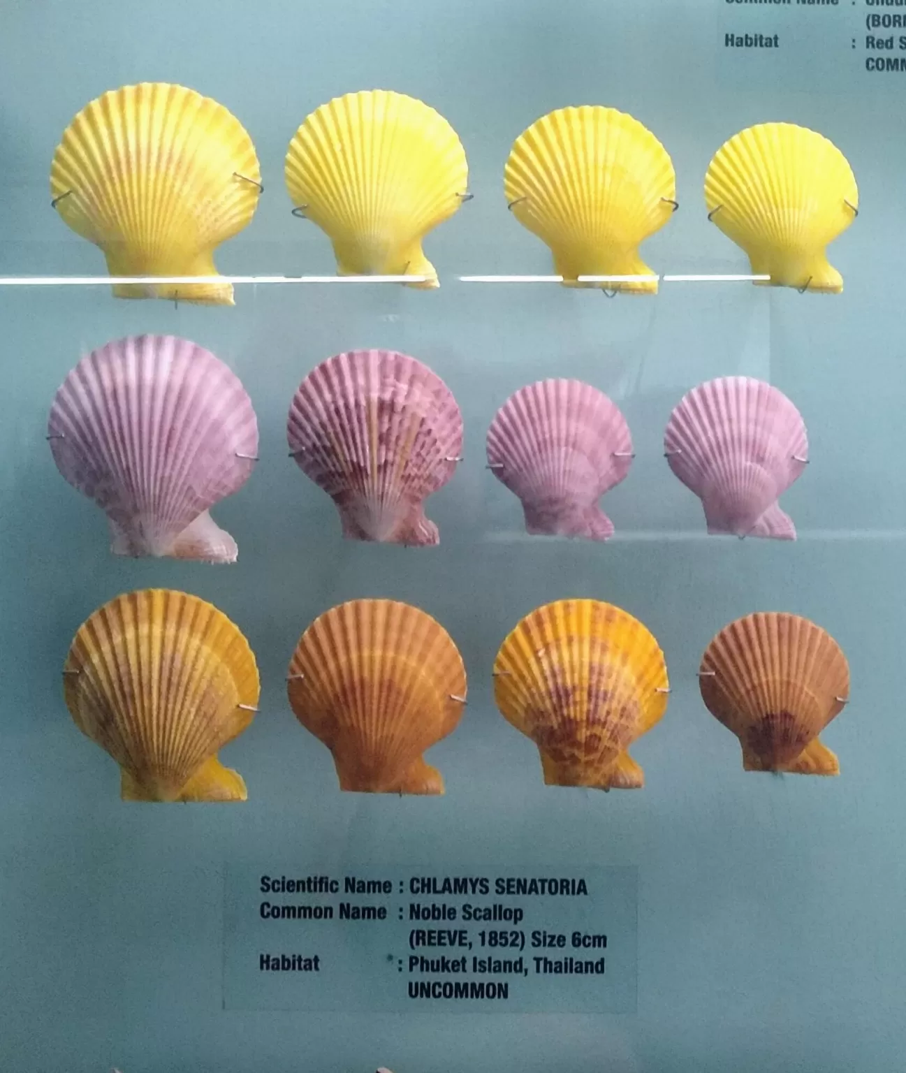 Photo of India Seashell Museum By Neha Aswal