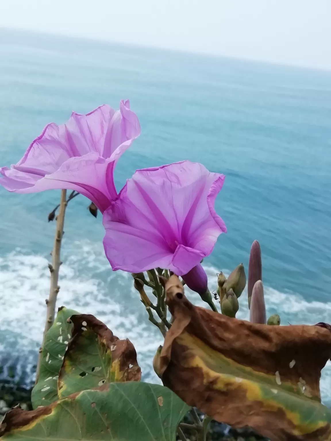 Photo of Varkala cliff By Christa Babu