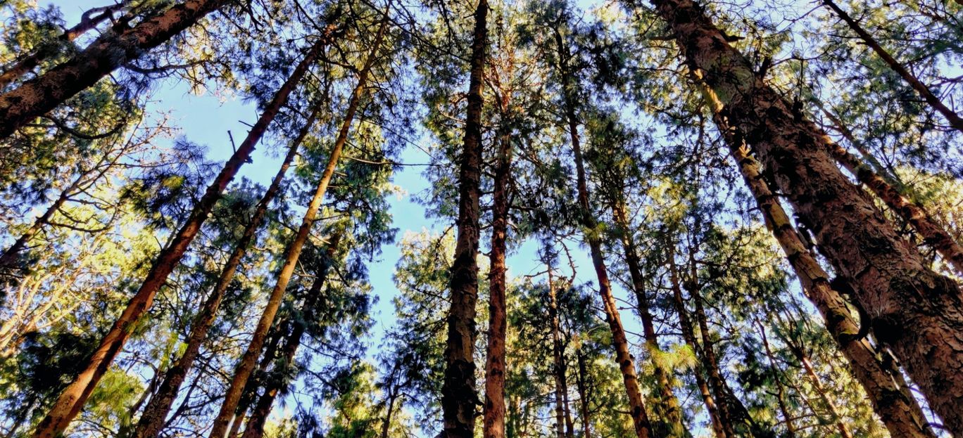 Photo of Pine Forest Shooting Spot By Prabhakar Singh