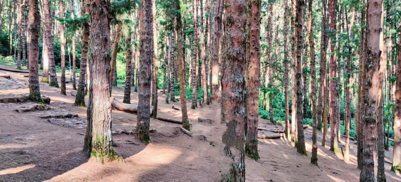 Photo of Pine Forest Shooting Spot By Prabhakar Singh