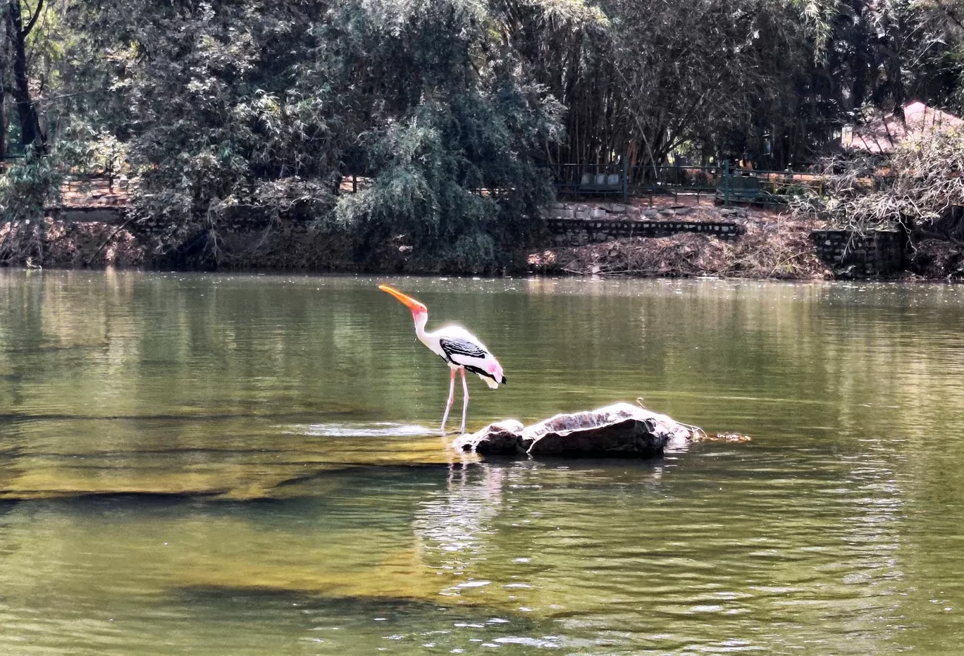 Photo of Ranganathittu Bird Sanctuary By Prabhakar Singh