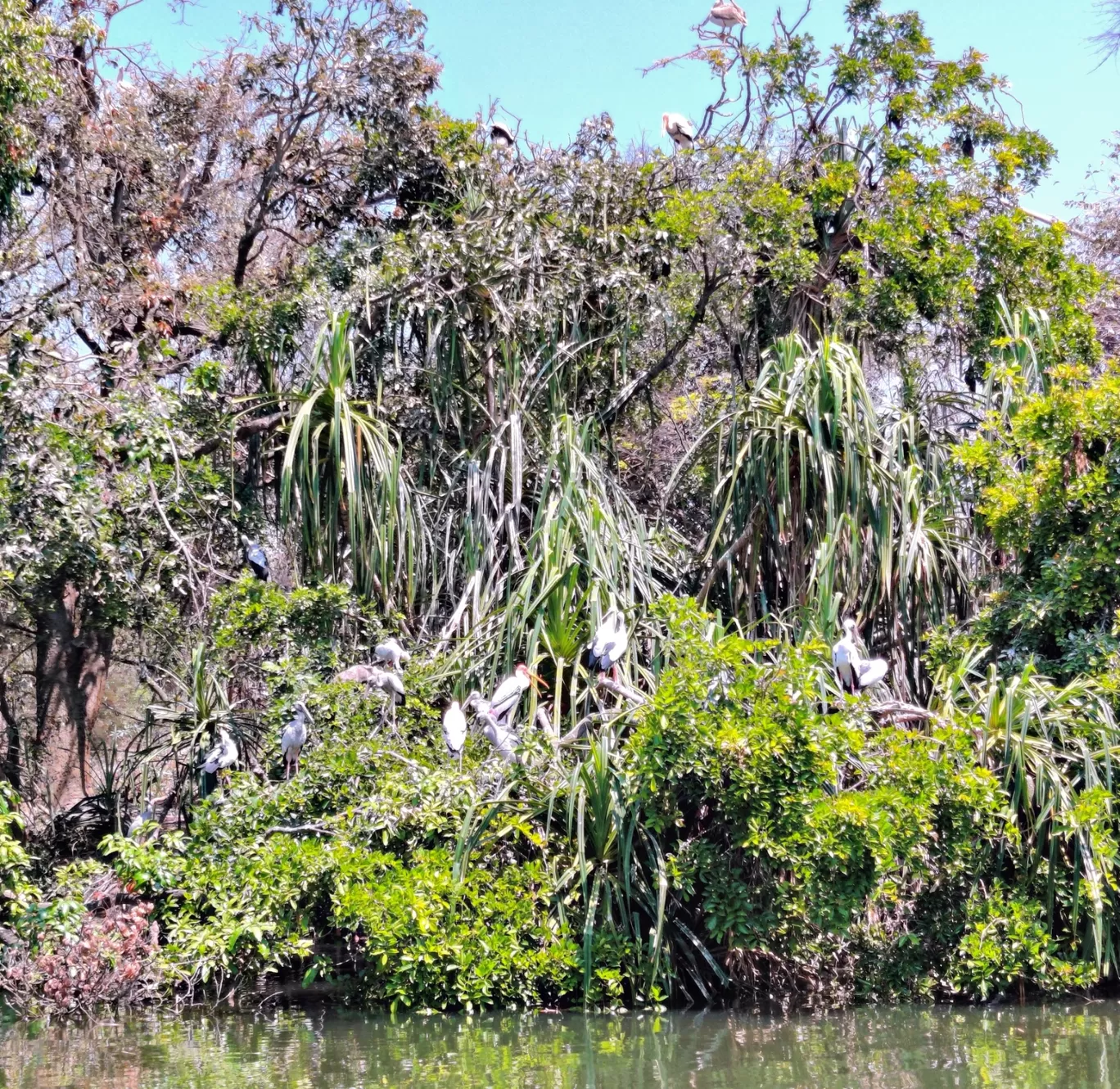 Photo of Ranganathittu Bird Sanctuary By Prabhakar Singh