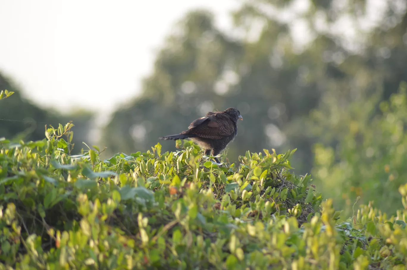 Photo of Bharatpur Bird Sanctuary By Sushmita Saxena 