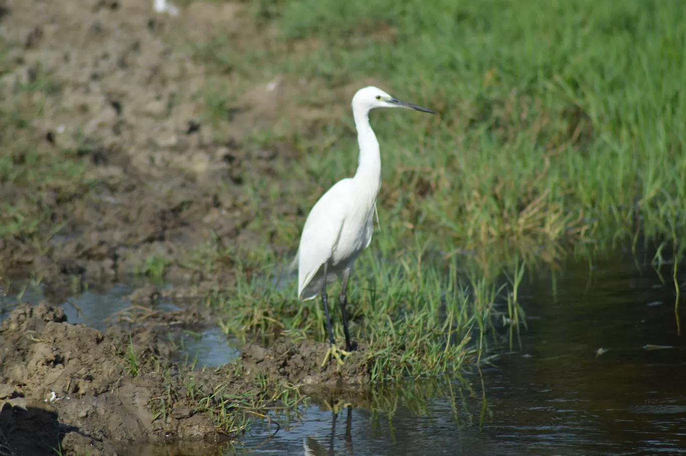 Photo of Bharatpur Bird Sanctuary By Sushmita Saxena 