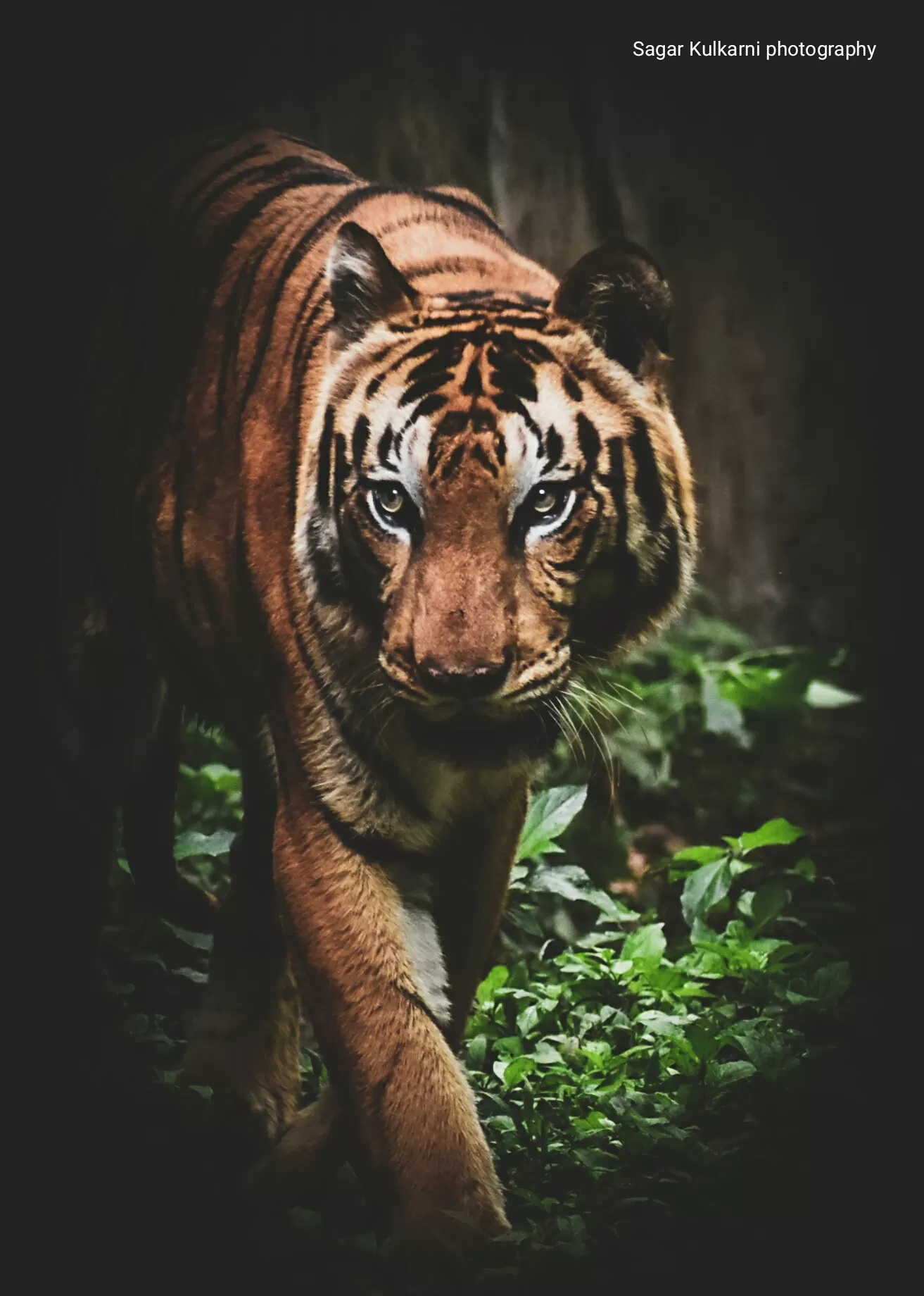 Photo of Rajiv Gandhi Zoological Park and wildlife research center By Sagar Kulkarni