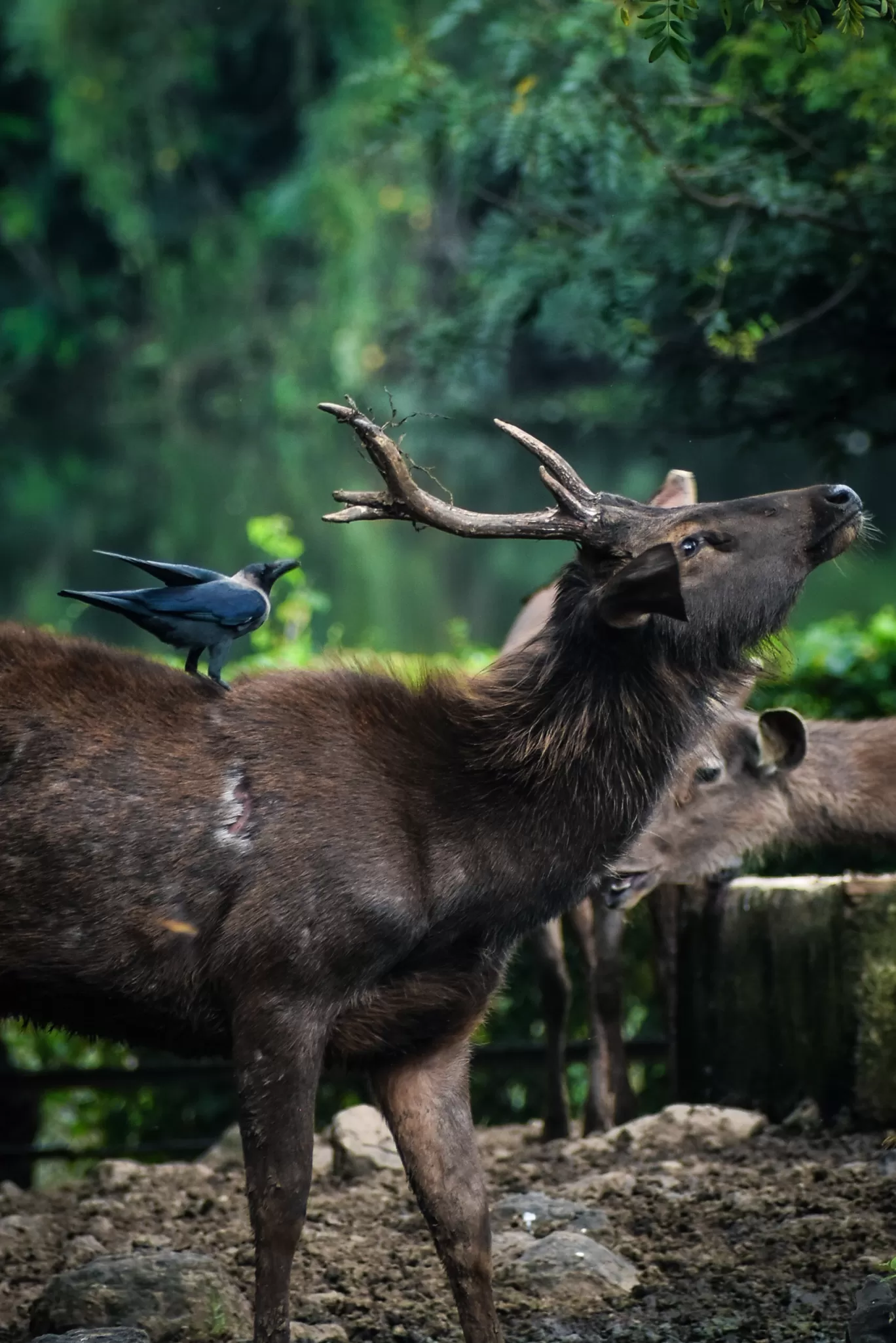 Photo of Rajiv Gandhi Zoological Park and wildlife research center By Sagar Kulkarni
