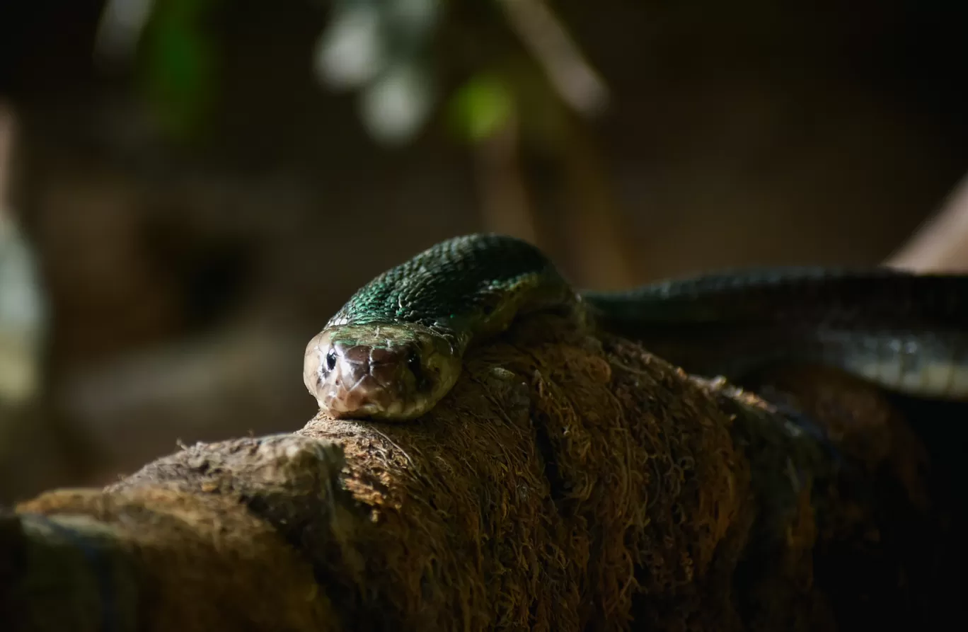 Photo of Rajiv Gandhi Zoological Park and wildlife research center By Sagar Kulkarni