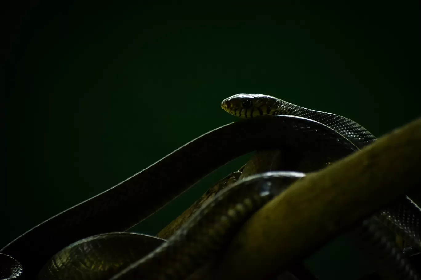 Photo of Rajiv Gandhi Zoological Park and wildlife research center By Sagar Kulkarni
