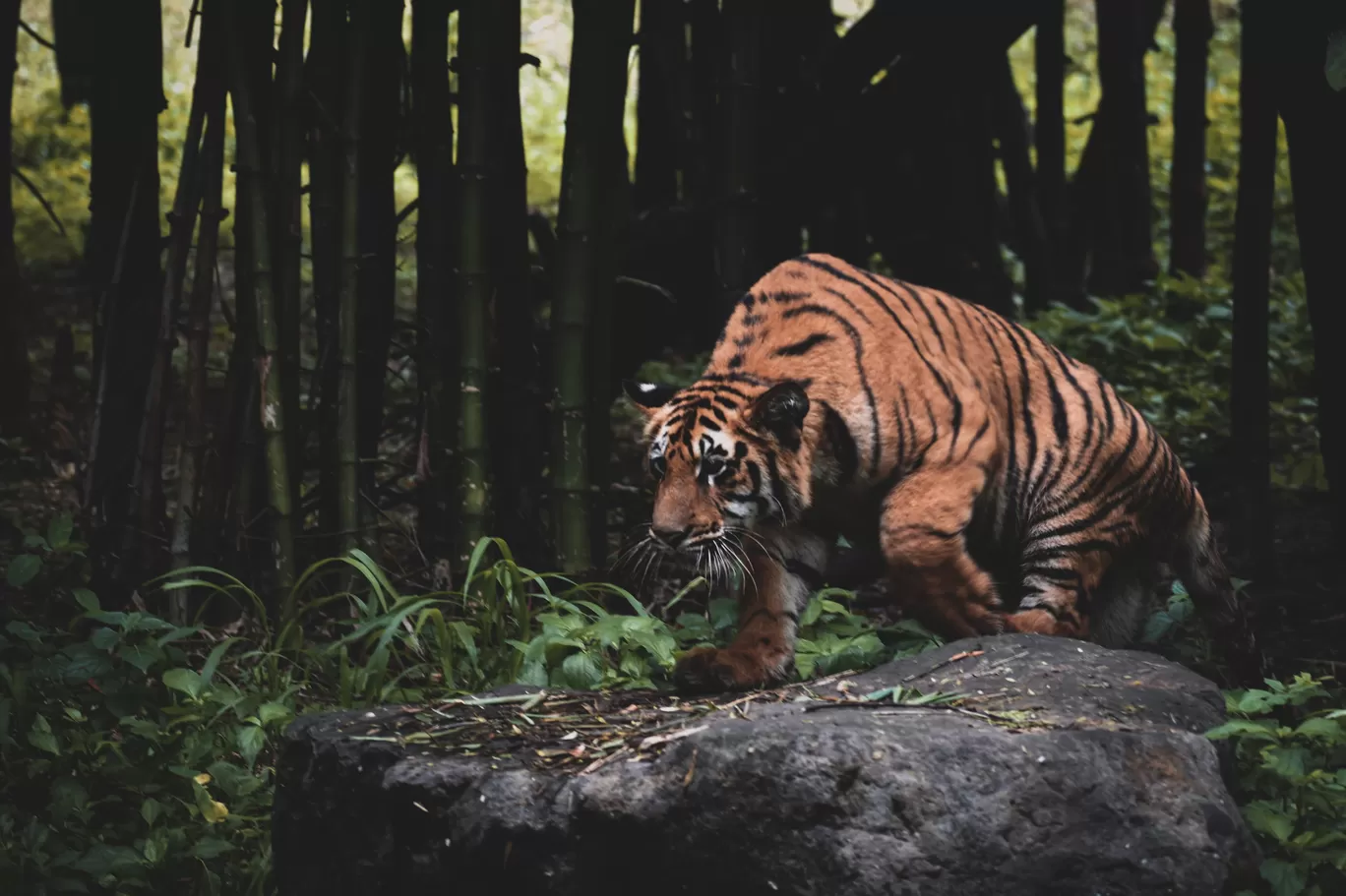 Photo of Rajiv Gandhi Zoological Park and wildlife research center By Sagar Kulkarni