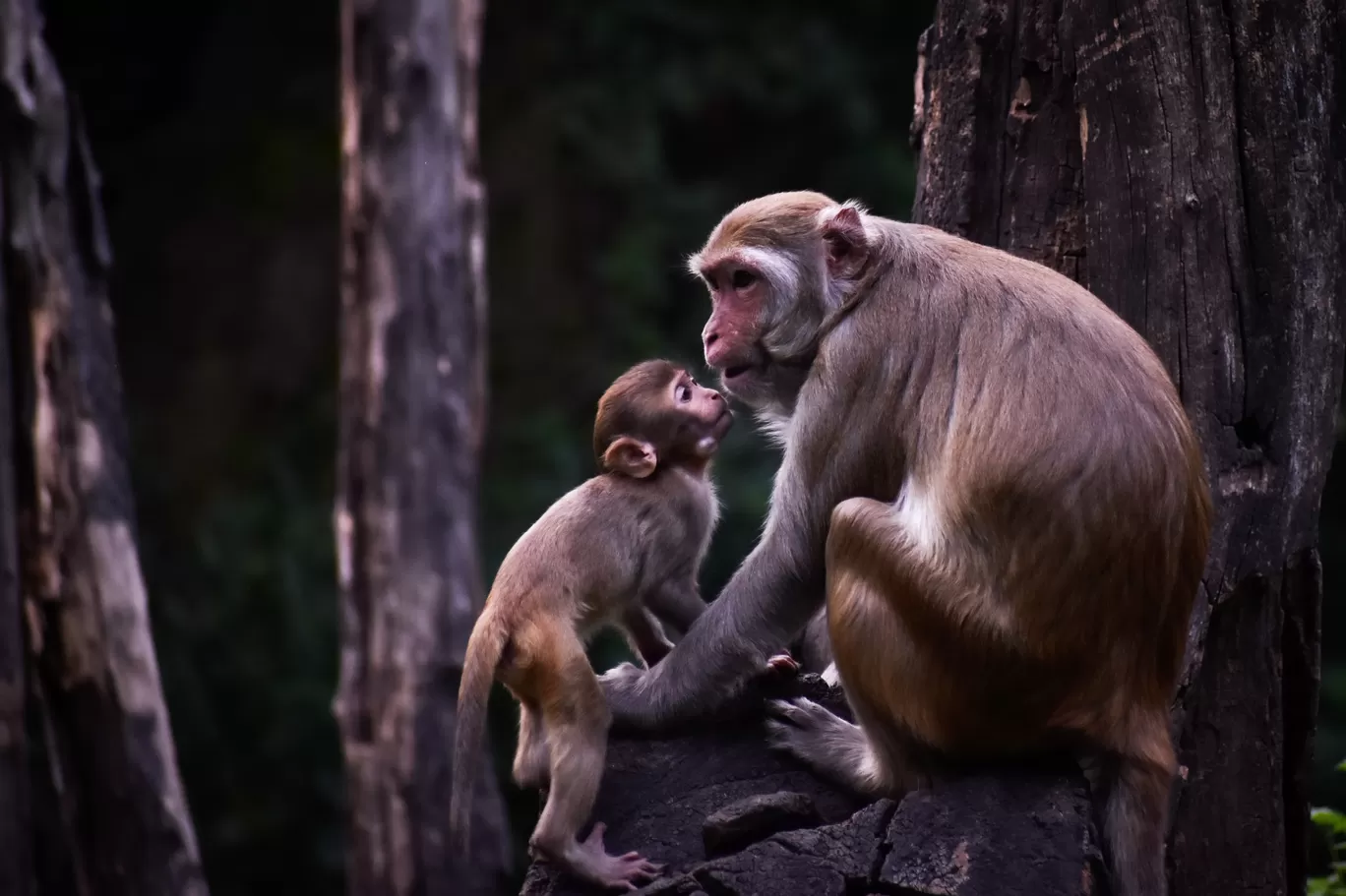 Photo of Rajiv Gandhi Zoological Park and wildlife research center By Sagar Kulkarni