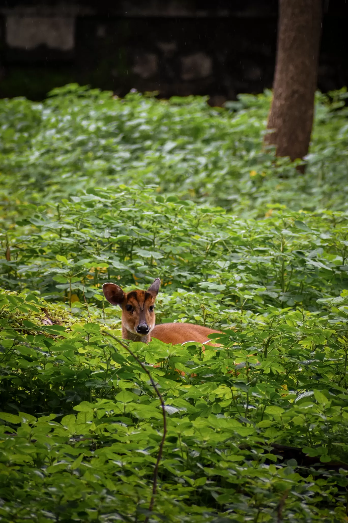 Photo of Rajiv Gandhi Zoological Park and wildlife research center By Sagar Kulkarni