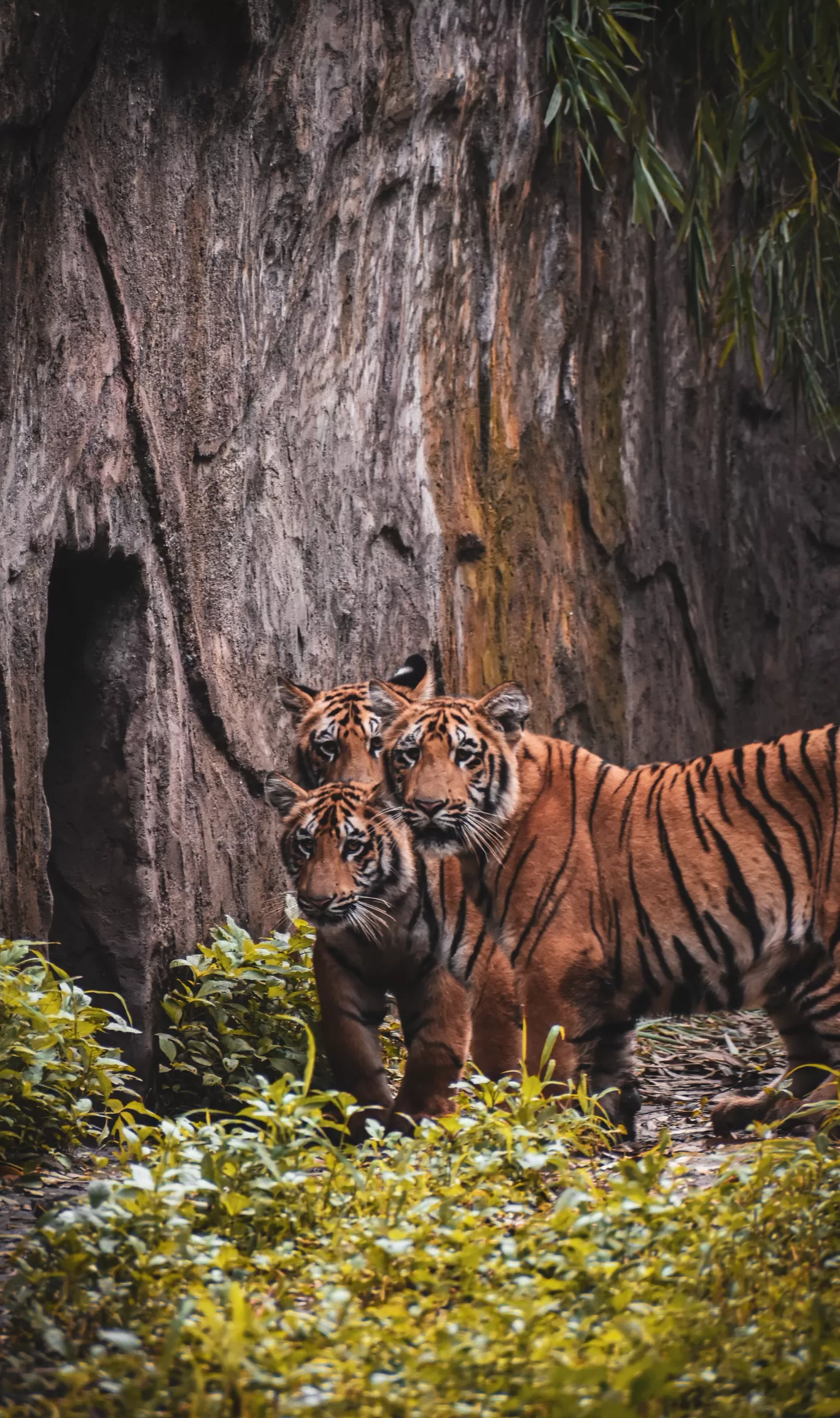 Photo of Rajiv Gandhi Zoological Park and wildlife research center By Sagar Kulkarni
