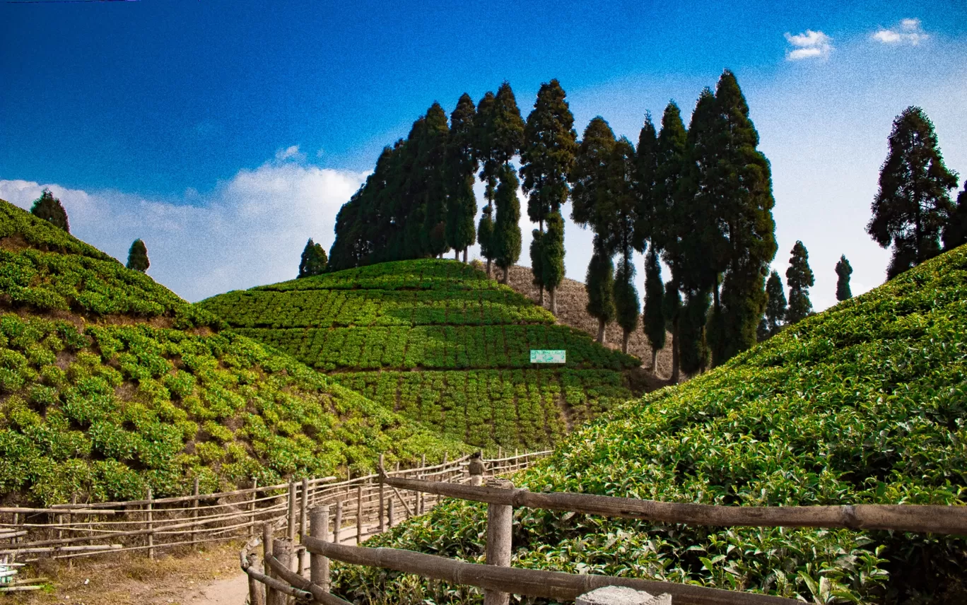 Photo of Darjeeling By Sanya Karna