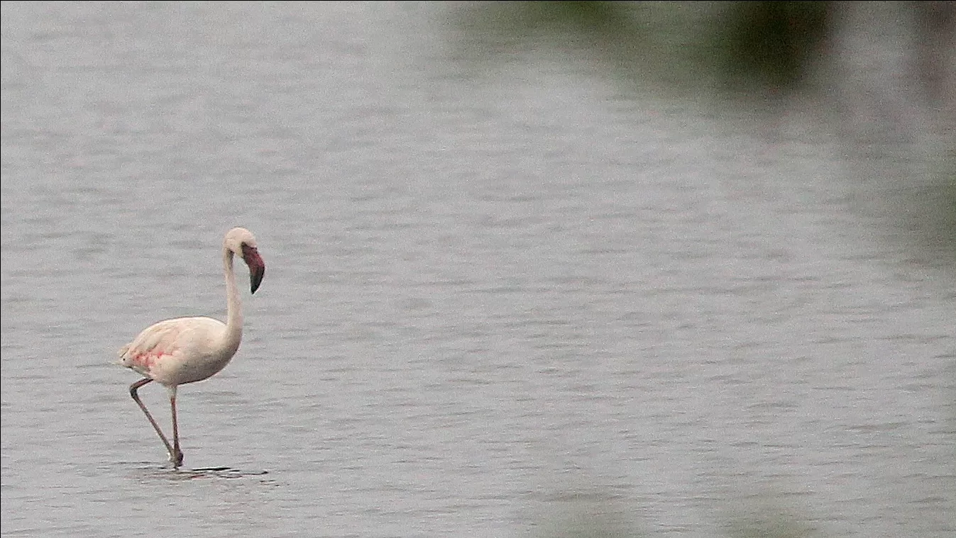 Photo of Thane Creek Flamingo Sanctuary By Rajeshwari Kini