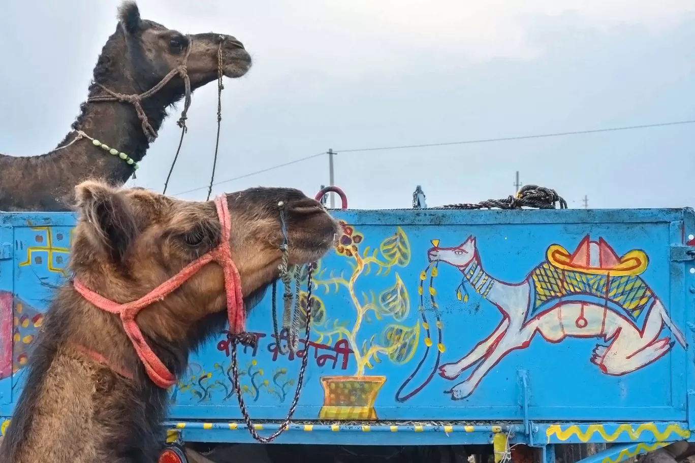 Photo of Pushkar By shweta Malhotra