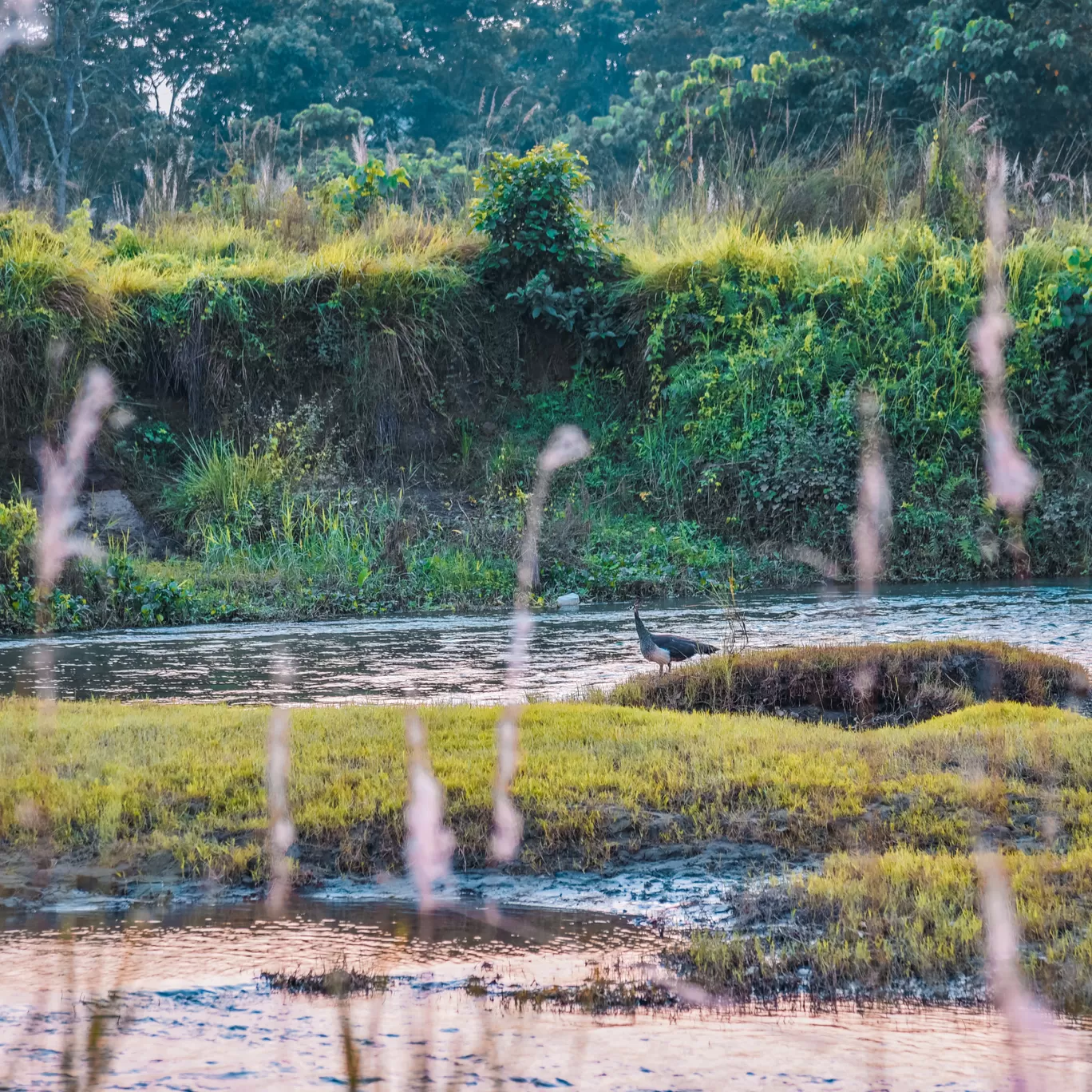 Photo of Chitwan National Park By Pankaj Prajapati