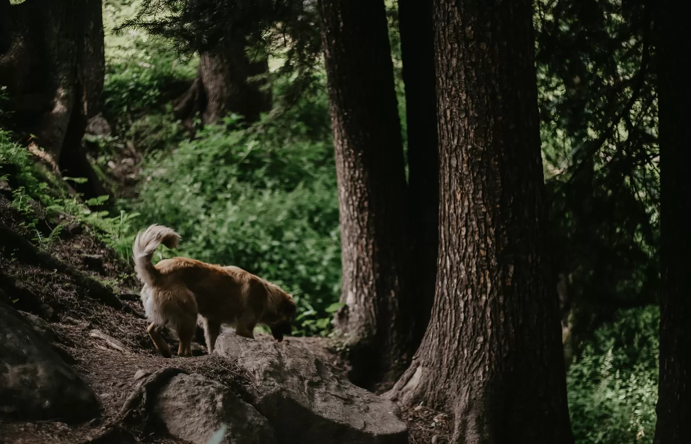 Photo of Kheerganga Trek By Rohit Agrawal