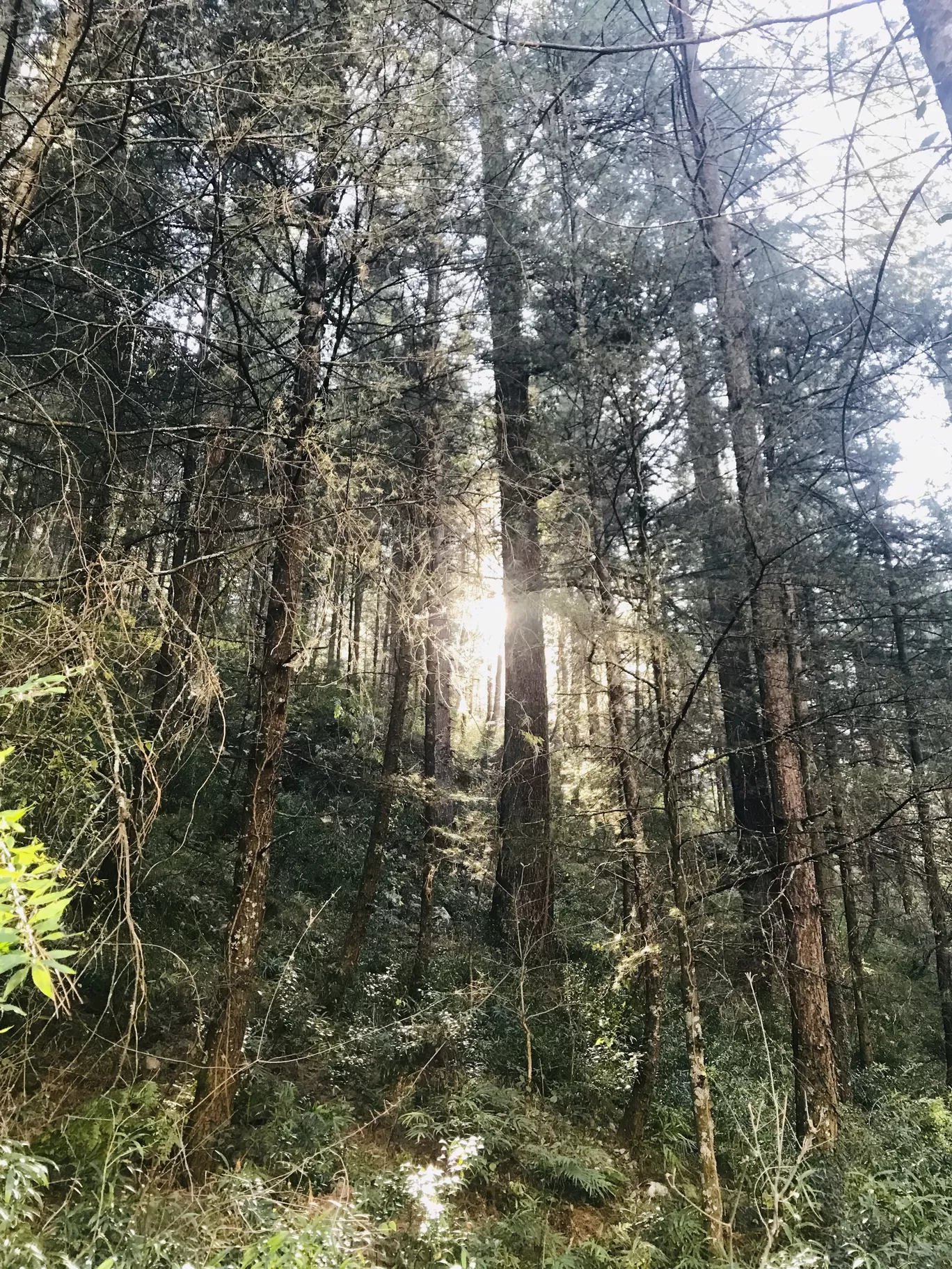 Photo of Kasol By Tanya Bahuguna