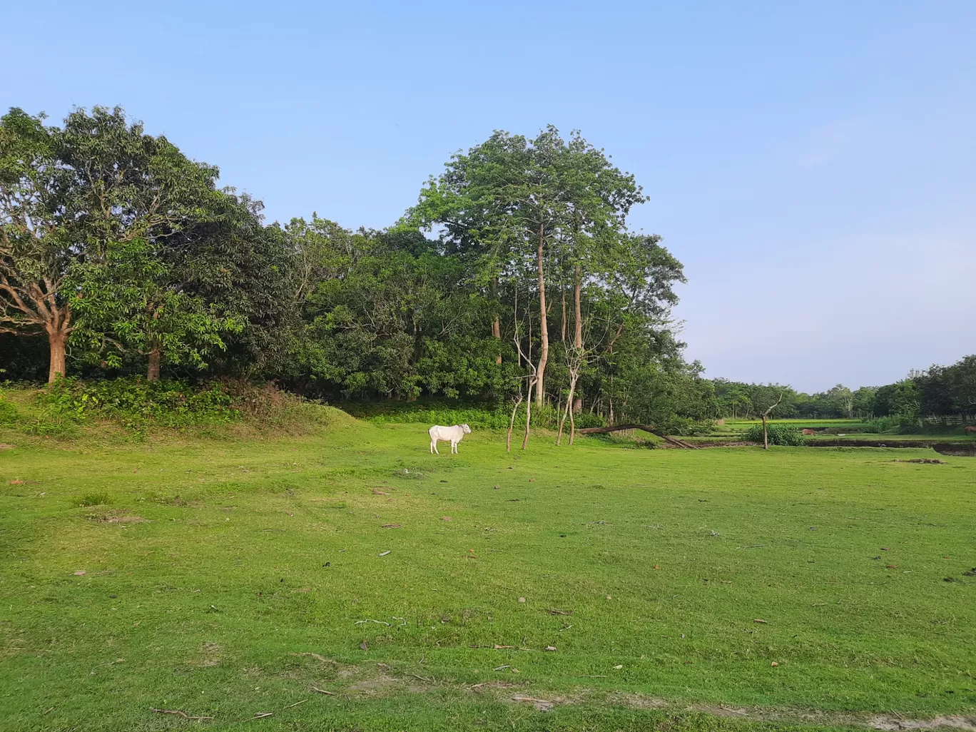 Photo of Nesta By Rohit Koiri