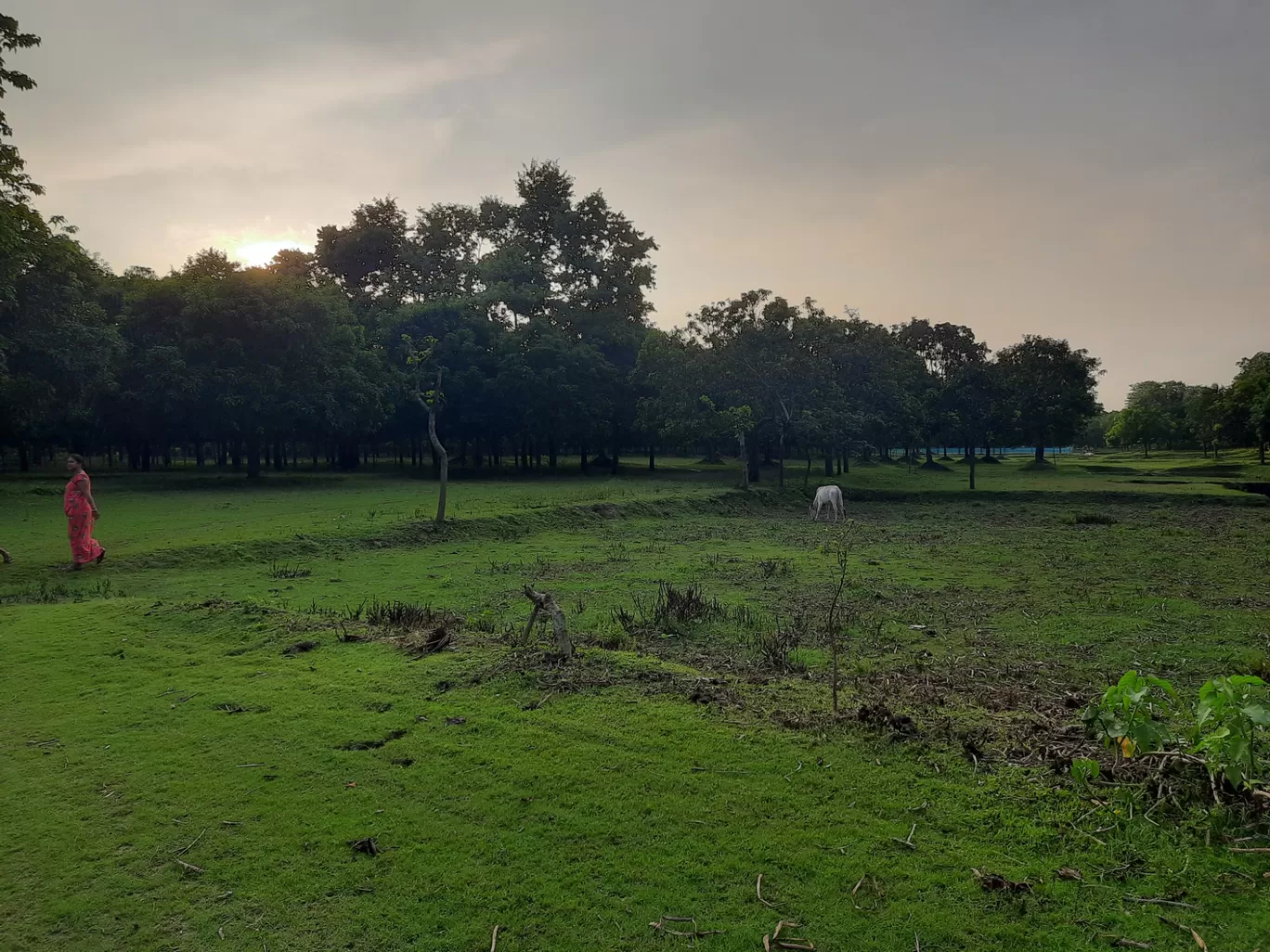 Photo of Nesta By Rohit Koiri