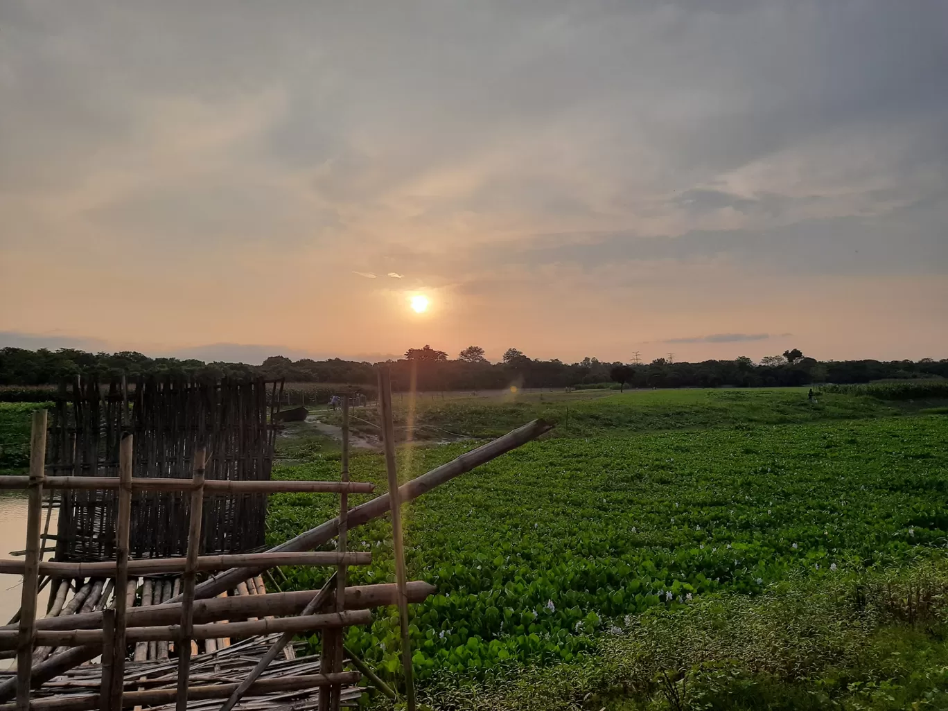 Photo of Nesta By Rohit Koiri