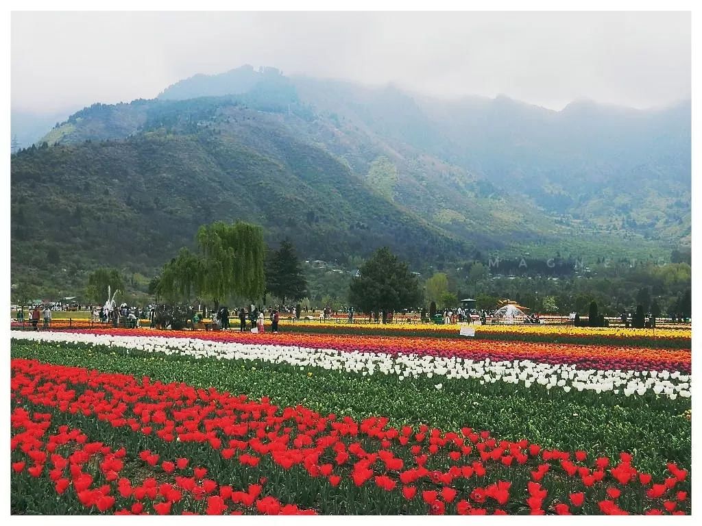Photo of Srinagar By Rohit Koiri