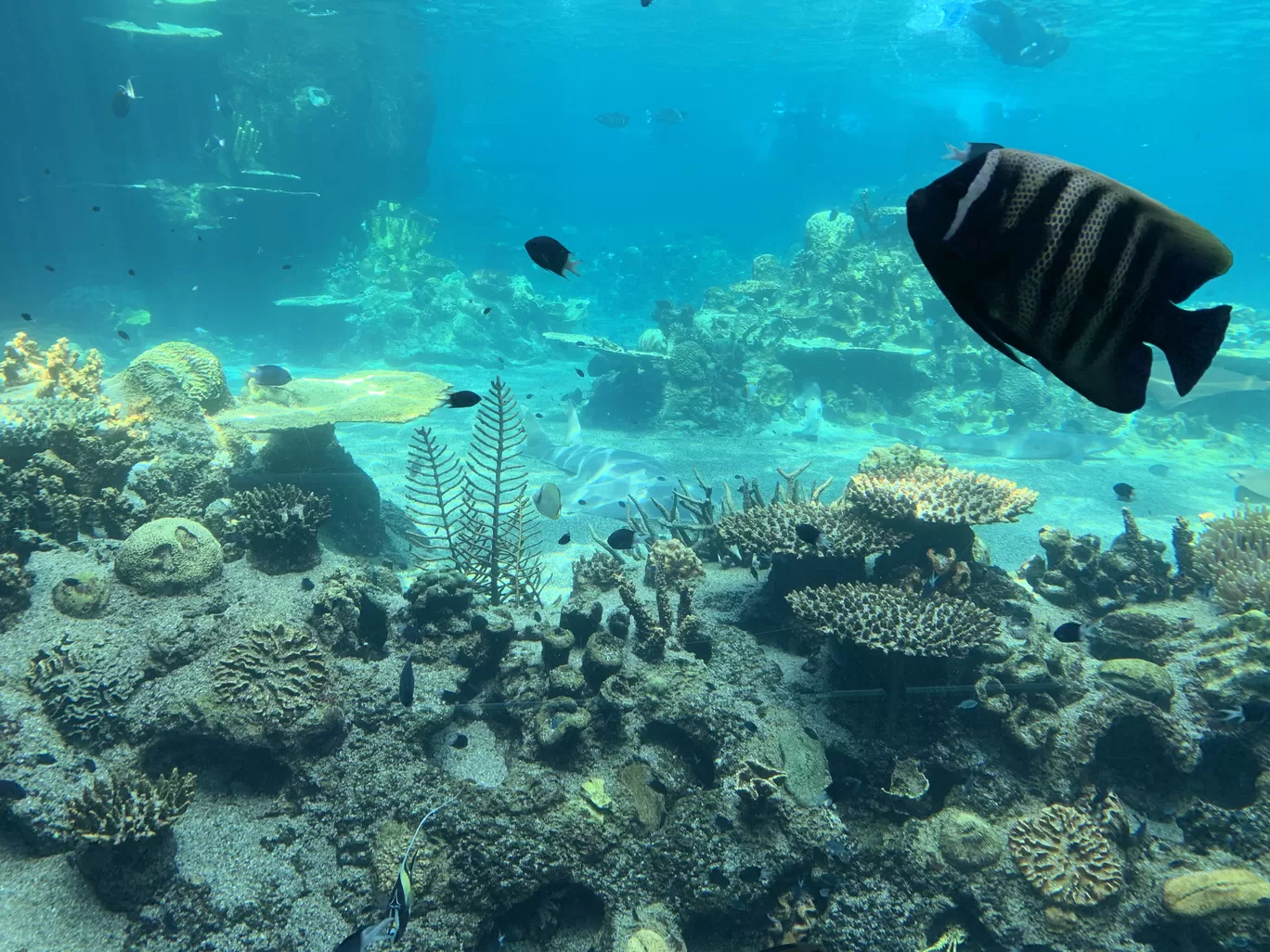 Photo of Sea World By soul_travellers27