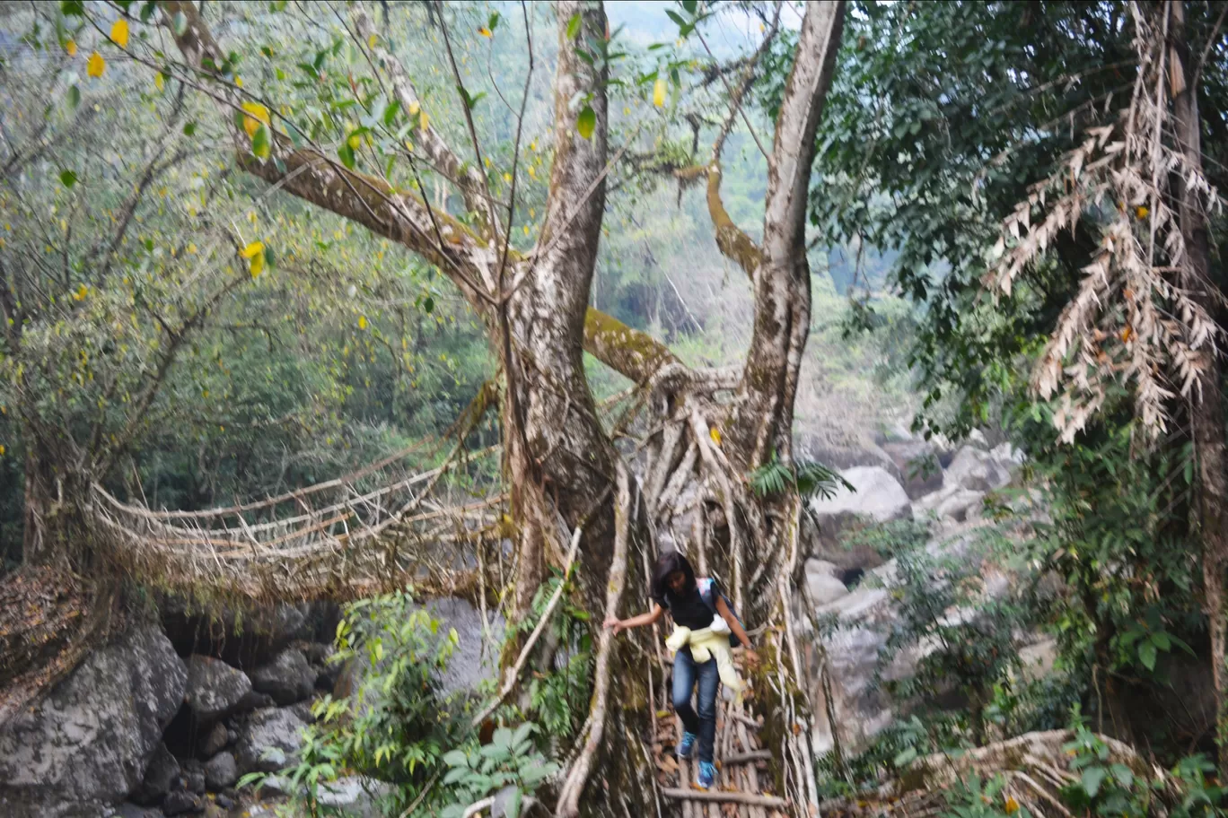 Photo of Double Decker Living Root Bridge By My trip Diaries