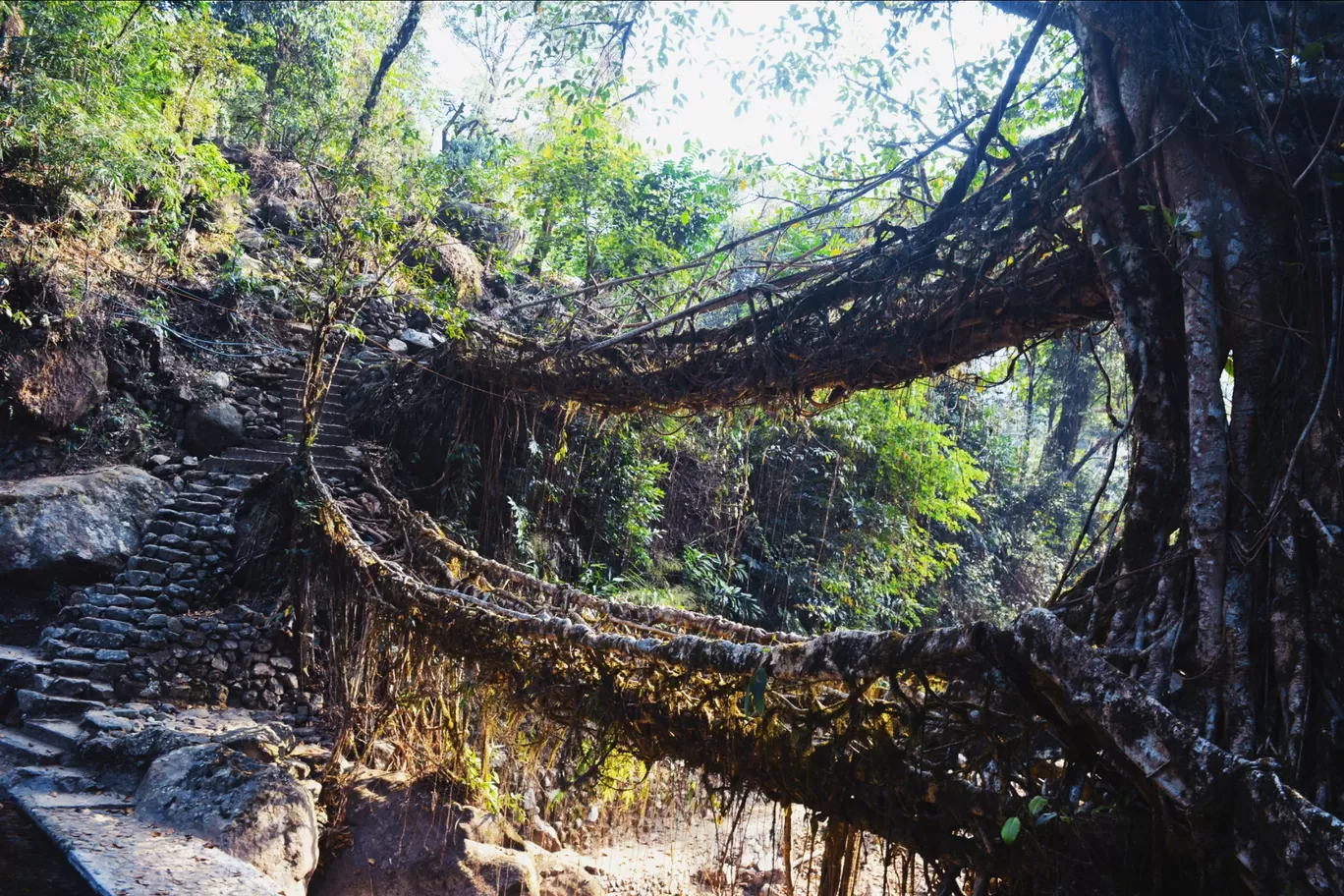 Photo of Double Decker Living Root Bridge By My trip Diaries