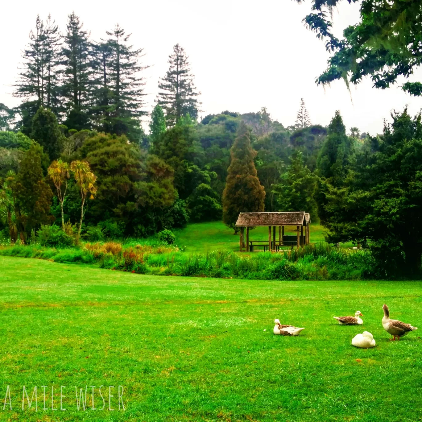 Photo of New Zealand By A mile wiser