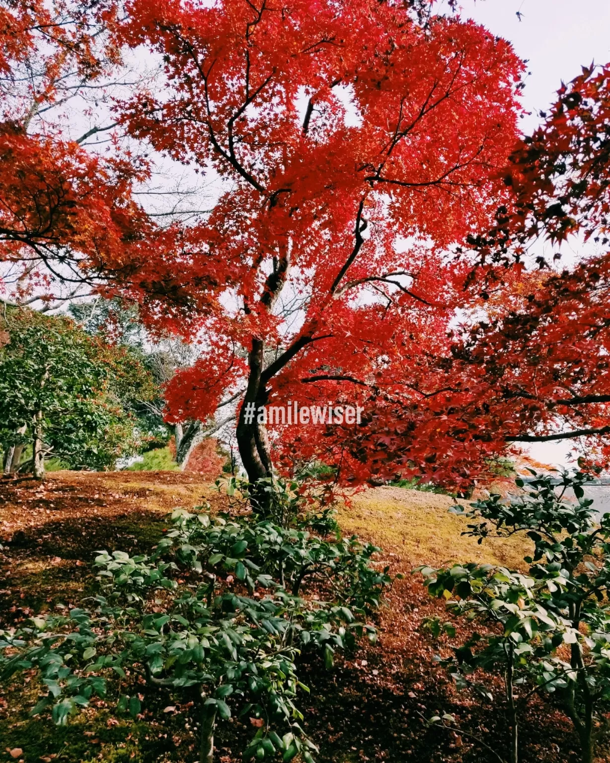 Photo of Kyoto By A mile wiser