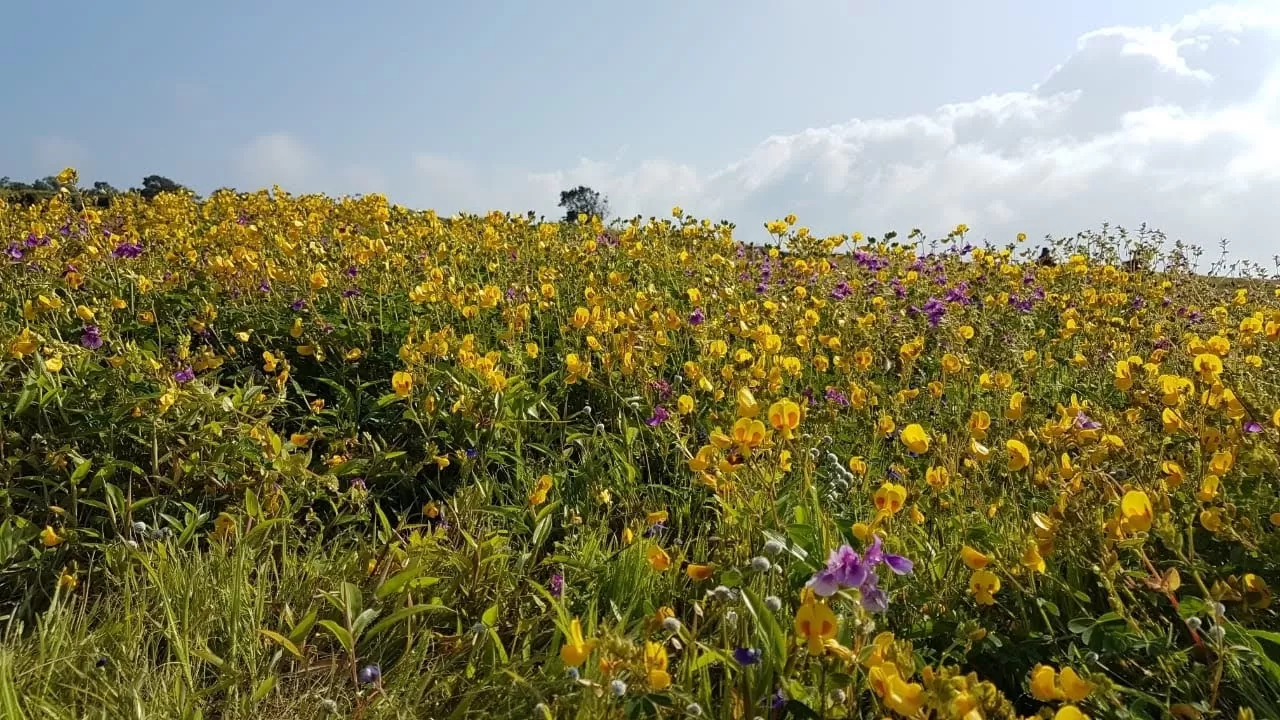 Photo of Satara By Journey 'n' Journal