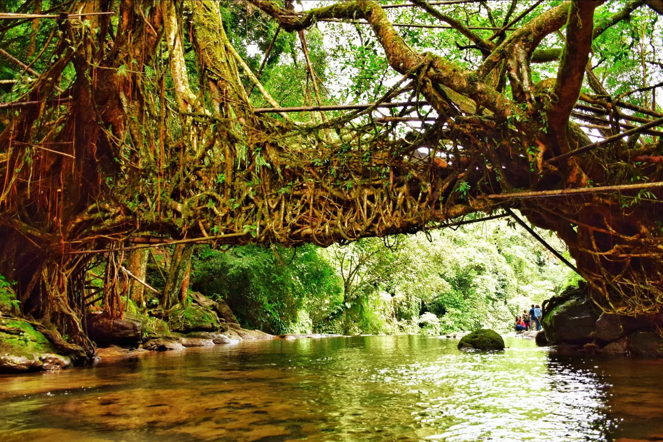 Photo of Living Root Bridge By _attagirl_