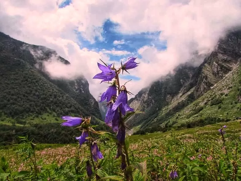 Photo of Valley of Flowers National Park By Ranadip Ganguly